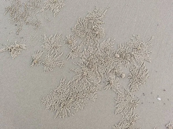 沙蟹在沙中的肾 — 图库照片