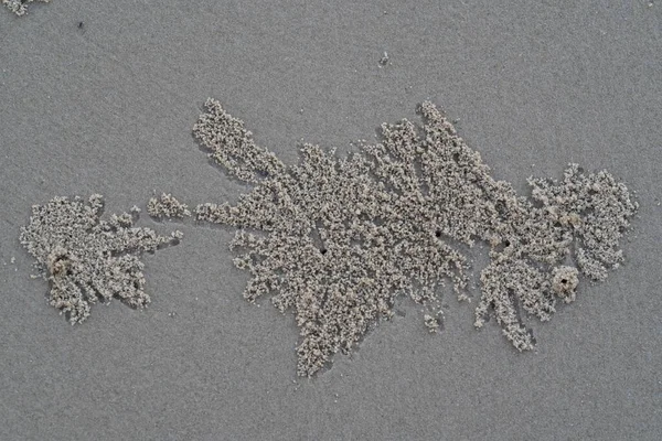 Sand Crab Kidneys Sand — Stock Photo, Image