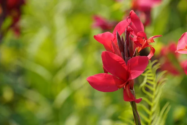 stock image beautiful red flowers in the garden