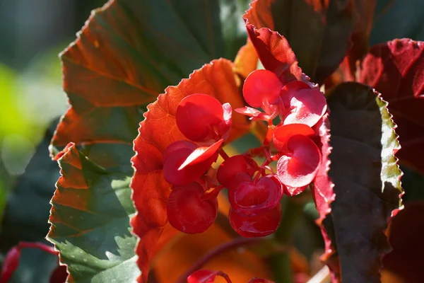 Close View Beautiful Red Tropical Flowers — Stock Photo, Image