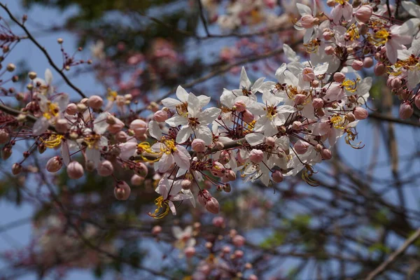 Belas Flores Primavera Florescendo Árvore — Fotografia de Stock