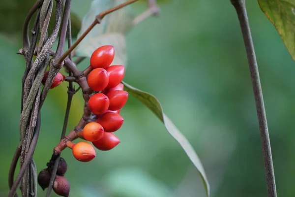 Rote Beeren Auf Einem Zweig Aus Nächster Nähe — Stockfoto