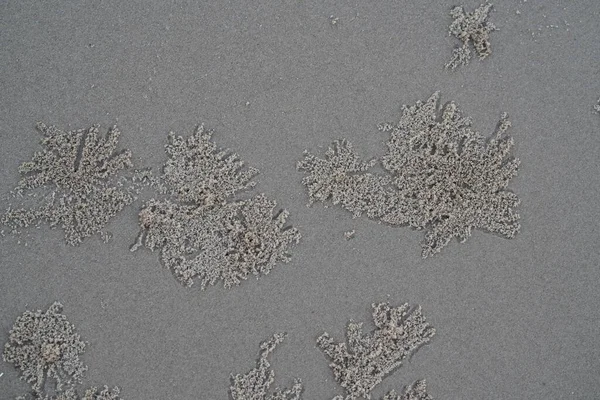 Песок Краба Почки Песке — стоковое фото