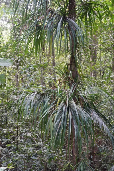 Palmeira Verde Selva — Fotografia de Stock