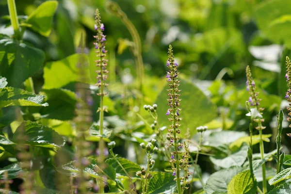 Stock image close up of wild plant on meadow 