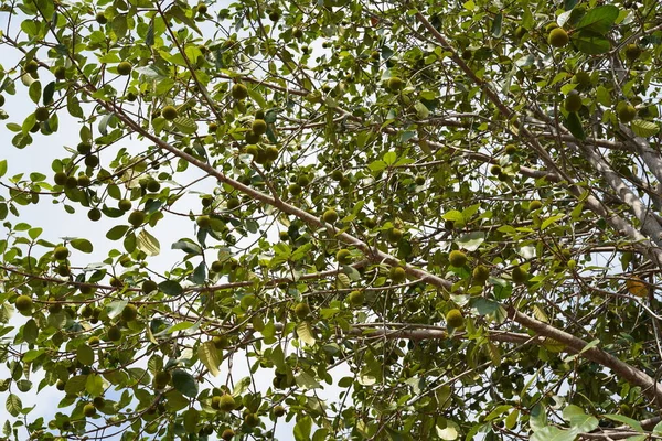 Artocarpus Lacucha Известен Обезьяна Джек Дереве — стоковое фото