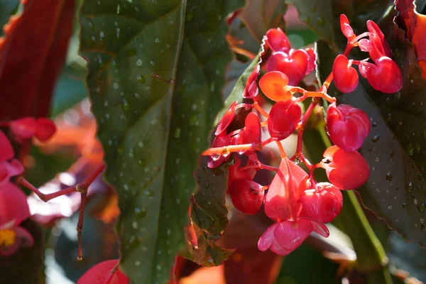 Közeli Kilátás Gyönyörű Vörös Trópusi Virágok — Stock Fotó
