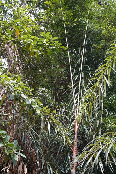 Πράσινα Δέντρα Και Φυτά Στη Ζούγκλα — Φωτογραφία Αρχείου