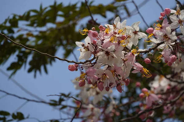 Beautiful Spring Blossom Flowers Garden — Stock Photo, Image