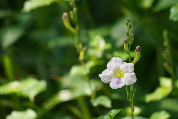 Nahaufnahme Der Schönen Blühenden Weißen Blume Auf Verschwommenem Hintergrund — Stockfoto