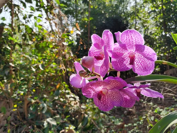 stock image beautiful purple orchid flower in the garden