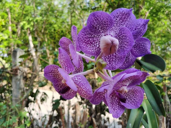 Lindas Flores Orquídea Jardim — Fotografia de Stock