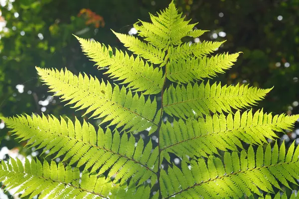 Красиве Зелене Листя Папороті Крупним Планом — стокове фото