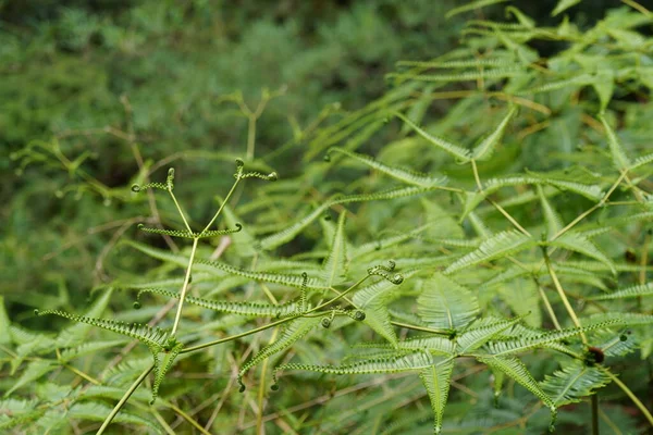 Old World Forked Fern Dicranopteris Linearis Also Known False Staghorn — Stock Photo, Image