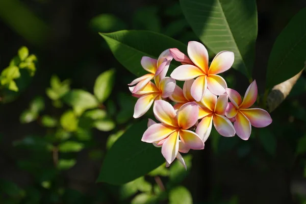 Hermosas Flores Tropicales Cerca —  Fotos de Stock