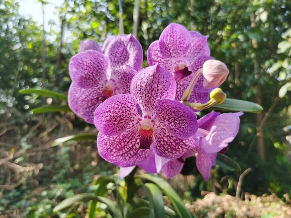 Belas Flores Orquídea Roxa Flora Botânica — Fotografia de Stock