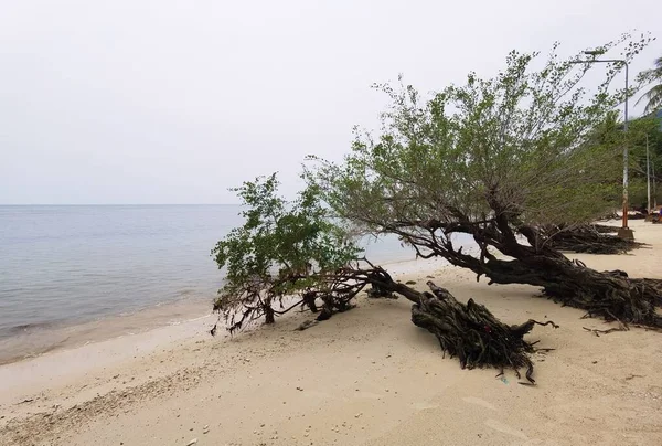 Piękna Tropikalna Plaża Drzewami Pobliżu Wody — Zdjęcie stockowe