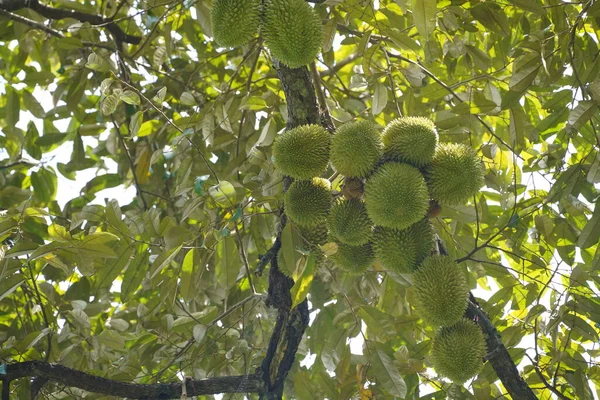 Close Durian Tree — стоковое фото