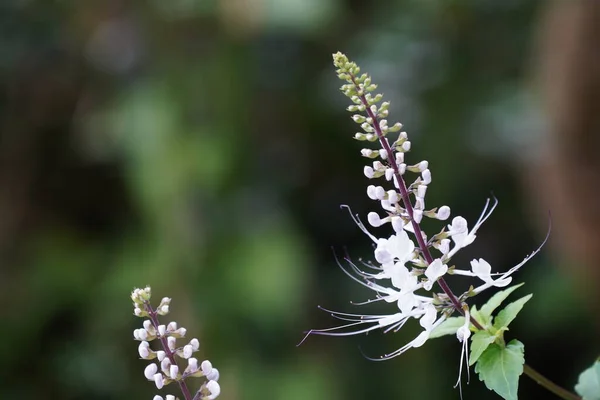 stock image Orthosiphon aristatus or Cat's whiskers also known as Whiskerplant