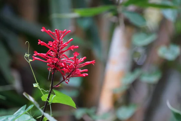 Güzel Kırmızı Tropikal Çiçeklerin Yakın Görüntüsü — Stok fotoğraf