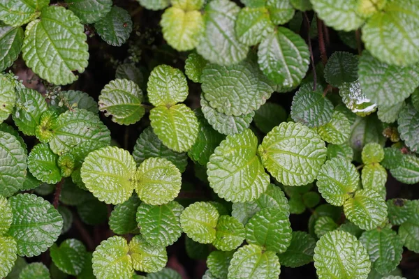 Green Leaves Mint Black Background — Stock Photo, Image