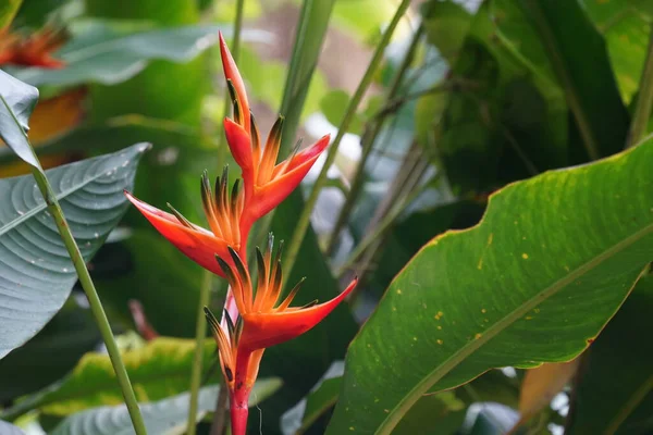 Όμορφο Κόκκινο Τροπικό Λουλούδι Στον Κήπο — Φωτογραφία Αρχείου