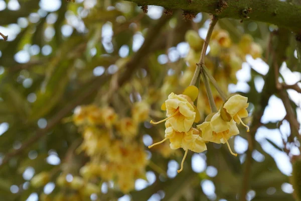 Krásné Žluté Květy Stromě Zahradě — Stock fotografie