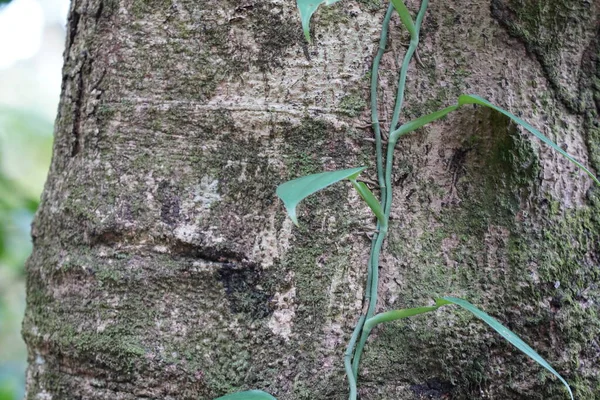 Trepadeira Cresce Tronco Árvore — Fotografia de Stock