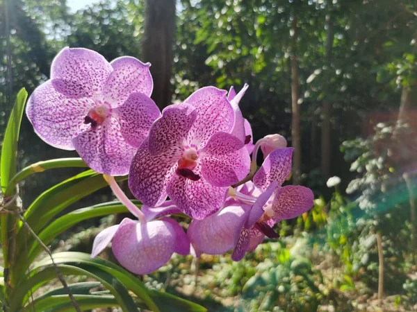 stock image beautiful purple orchid flower in the garden