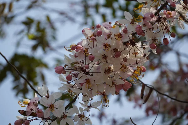 Beautiful Flowers Spring Garden — Stock Photo, Image
