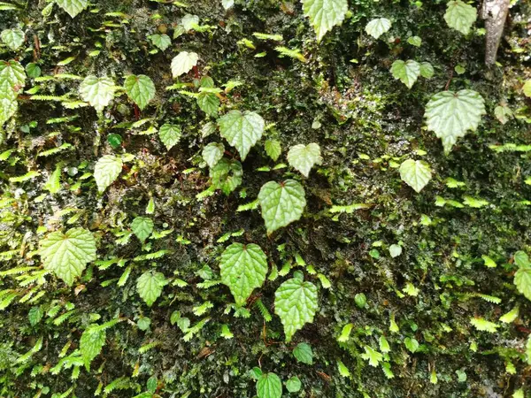 Крупним Планом Зелене Листя Рослини Лісі — стокове фото