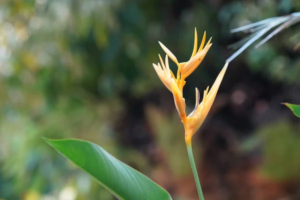 Güzel Sarı Tropikal Çiçeklerin Yakın Görüntüsü — Stok fotoğraf