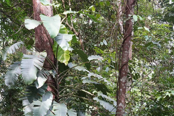 Zöld Fák Növények Dzsungelben — Stock Fotó