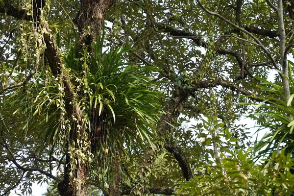 Цимбидиевая Алоэ Желтая Орхидея — стоковое фото