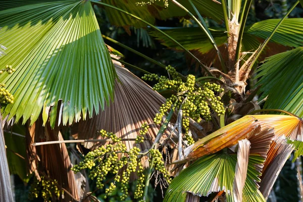 Palma Licuala Grandis Vanuatu Também Conhecida Como Palas — Fotografia de Stock