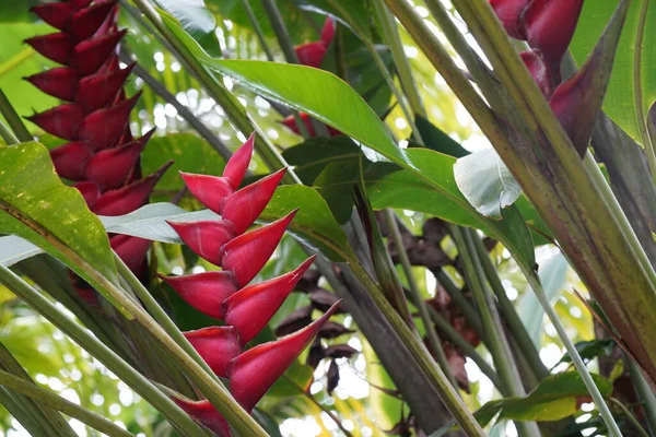 Närbild Vackra Röda Tropiska Blommor — Stockfoto