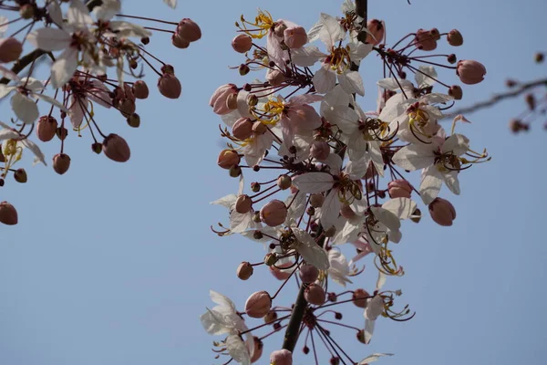 Cherry Blossom Garden — Stock Photo, Image