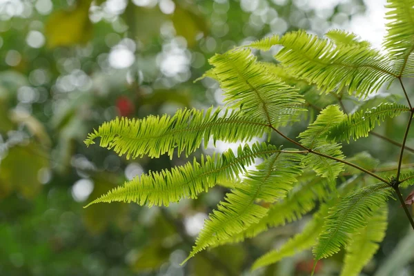 Beautiful Green Leaves Fern Close — Stock Photo, Image
