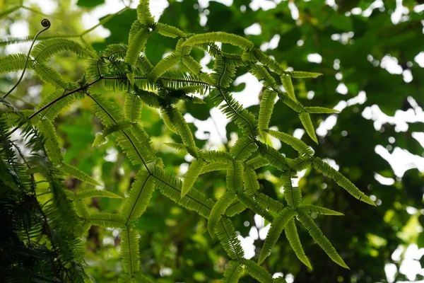 Sticherus Truncatus Paraplu Varen Plant Gebroken Uitziende Vingers — Stockfoto