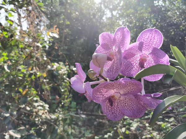 Όμορφη Μωβ Ορχιδέα Λουλούδι Στον Κήπο — Φωτογραφία Αρχείου