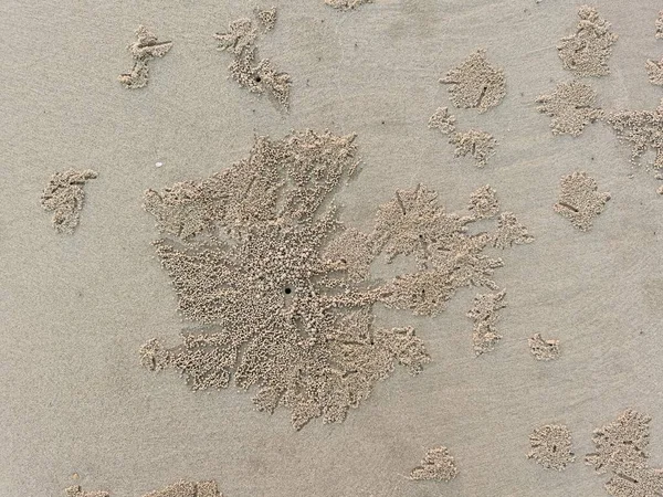 沙蟹在沙中的肾 — 图库照片