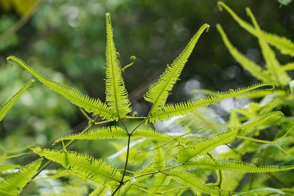 Красивые Зеленые Листья Крупного Плана — стоковое фото