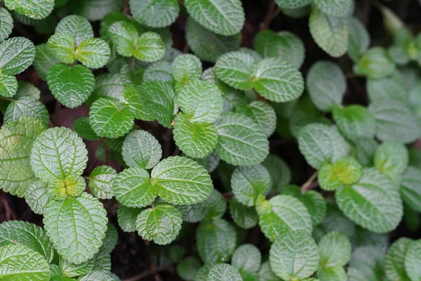 Green Leaves Mint Garden — Stock Photo, Image
