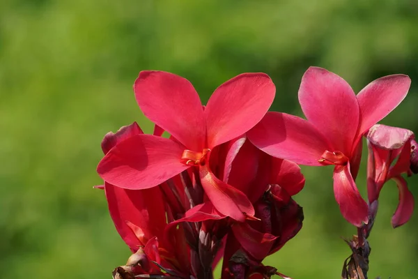 stock image beautiful red flowers in the garden