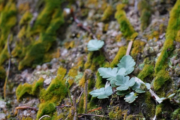 Geraniumvaren Doryopteris Concolor — Stockfoto