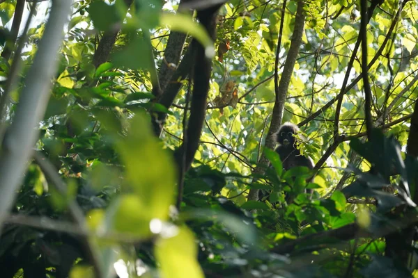 Penang Hill Malezya Daki Ağaçtaki Siyah Maymun — Stok fotoğraf
