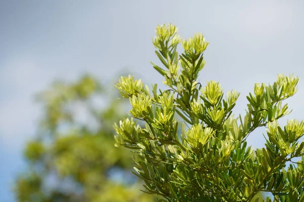 Buddyjska Sosna Lub Podocarpus Macrophyllus Znany Również Jako Cis Japoński — Zdjęcie stockowe
