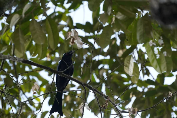 Black Bird Sitting Tree Branch — Photo