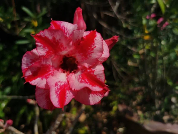 Belas Flores Vermelhas Rosa Jardim — Fotografia de Stock