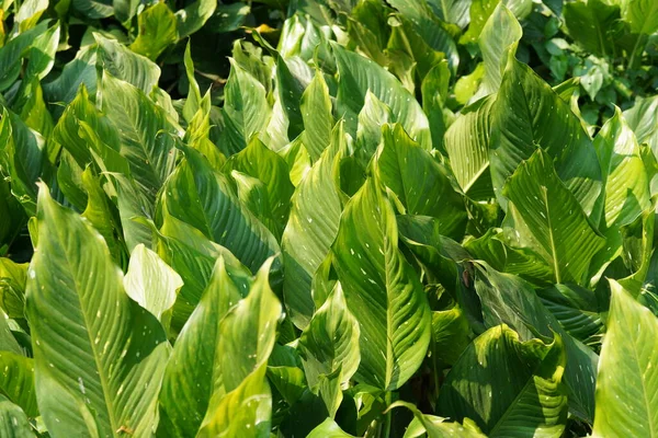 Groene Bladeren Van Een Plant Close — Stockfoto
